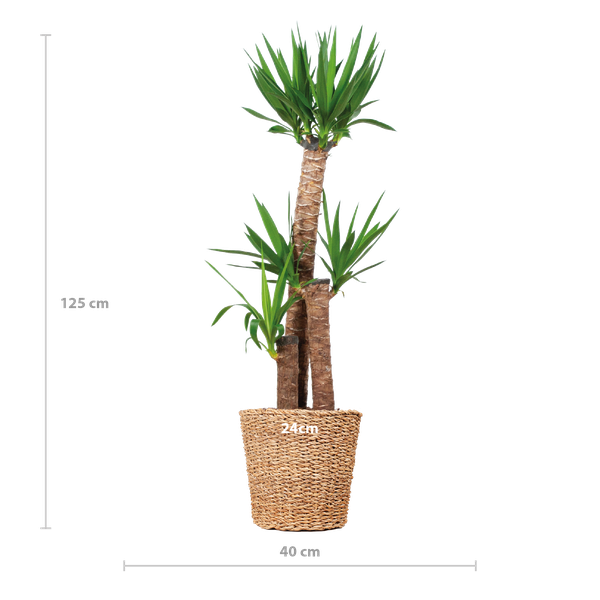 Yucca XL met Torun mand - 125cm - Ø24  BotanicBridge