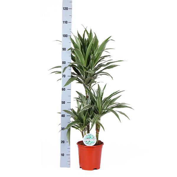 Dracaena Warneckii Ø21cm - ↕65cm in Boule ANTRACIET pot  BotanicBridge