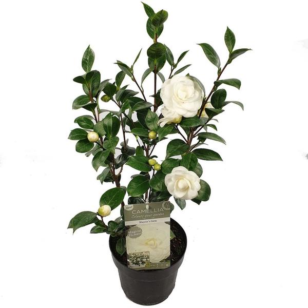 Camellia jap. 'Nuccio's Gem' - Ø19cm - ↕65cm  BotanicBridge