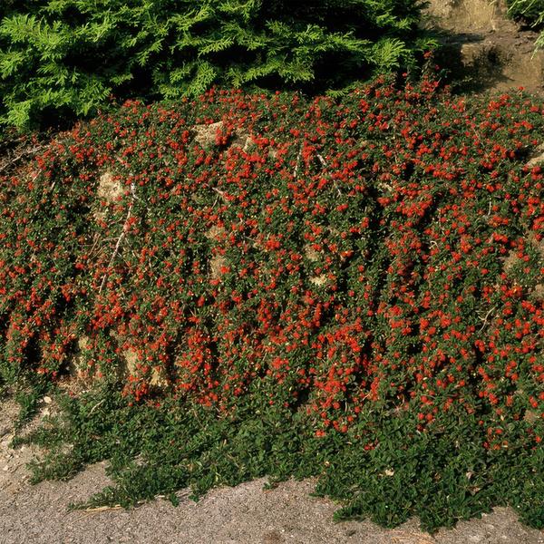 Cotoneaster pr. 'Queen of Carpets' - ↕10-25cm - Ø9cm - 20x  BotanicBridge