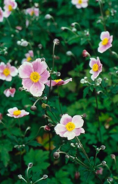 Anemone tom. 'Robustissima' - ↕10-25cm - Ø9cm - 12x  BotanicBridge