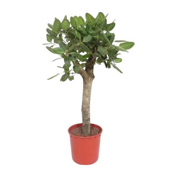 Ficus Benghalensis boom - 150 cm - ø34  BotanicBridge