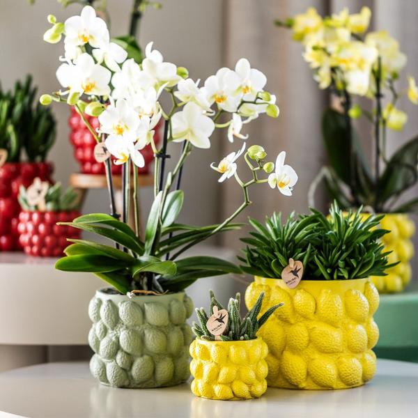 Kolibri Home | Citrus pot groen - Ø6cm  BotanicBridge