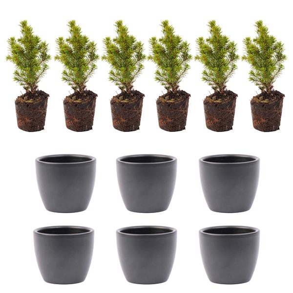 Mini-kerstboom set 6 - inclusief Boule Antraciet pot  BotanicBridge