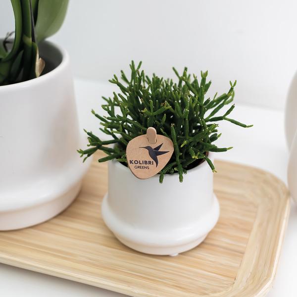 Kolibri Home | Bamboe ovale dienblad  BotanicBridge