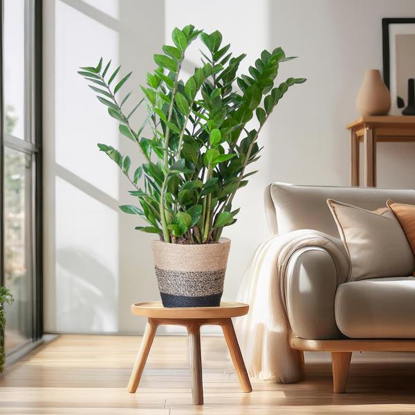 Zamioculcas Zamiifolia met Mand Lissabon zwart - 80cm - Ø21  BotanicBridge