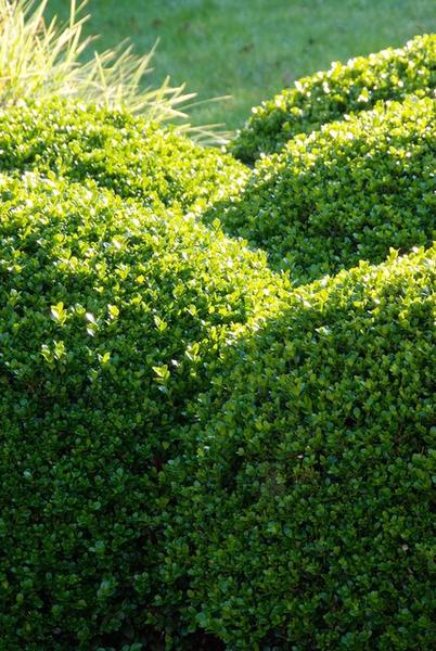 Buxus Sempervirens - ↕10-25cm - Ø9cm - 40x  BotanicBridge