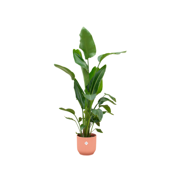 Combi deal - Strelitzia Nicolai inclusief elho Vibes Fold Round roze Ø30 - 160 cm  BotanicBridge