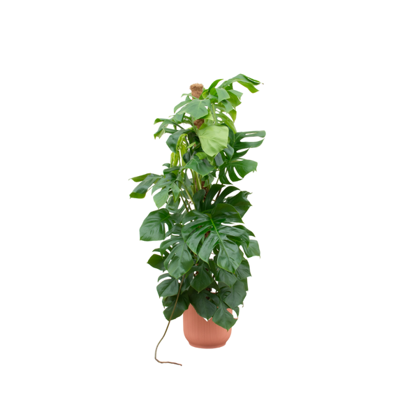 Combi deal - Monstera Pertusum XL inclusief elho Vibes Fold Round roze Ø30 - 150 cm  BotanicBridge