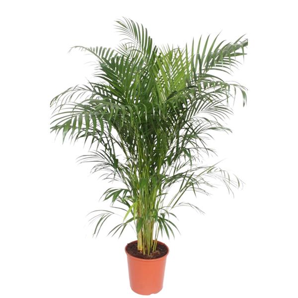 Dypsis Lutescens (Areca Palm) - 150 cm - ø30  BotanicBridge