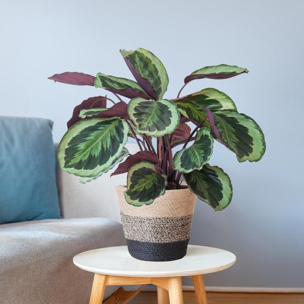 Calathea Medaillon met Lissabon mand zwart - 65cm - Ø19  BotanicBridge