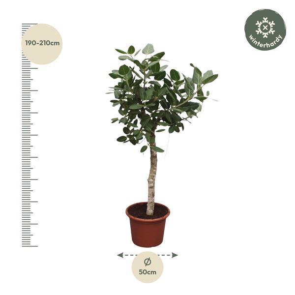 Ficus Benghalensis boom - 200 cm - ø50  BotanicBridge