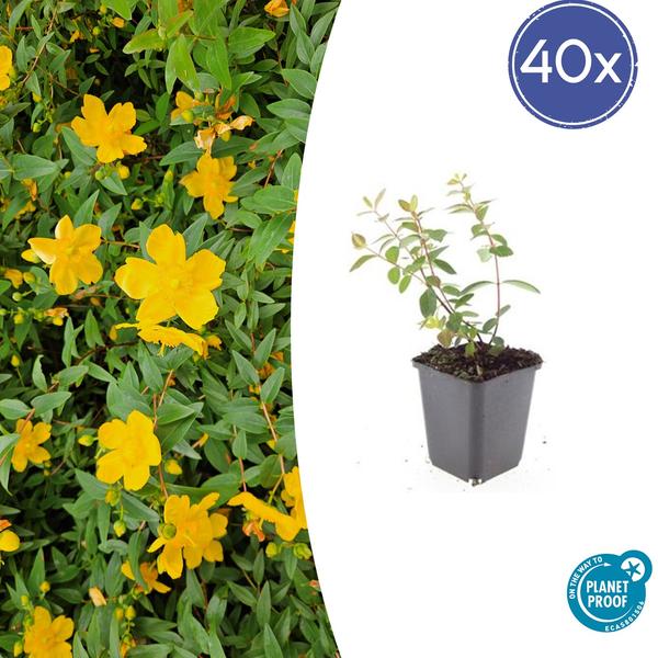 Hypericum dummeri 'Peter Dummer' - ↕10-25cm - Ø9cm - 40x  BotanicBridge