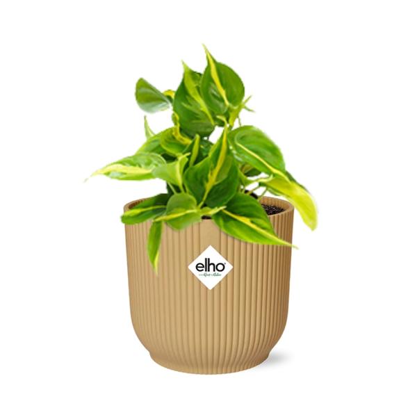 Philodendron Scandens ‘Brasil’ in ELHO Vibes Fold 14cm geel  BotanicBridge