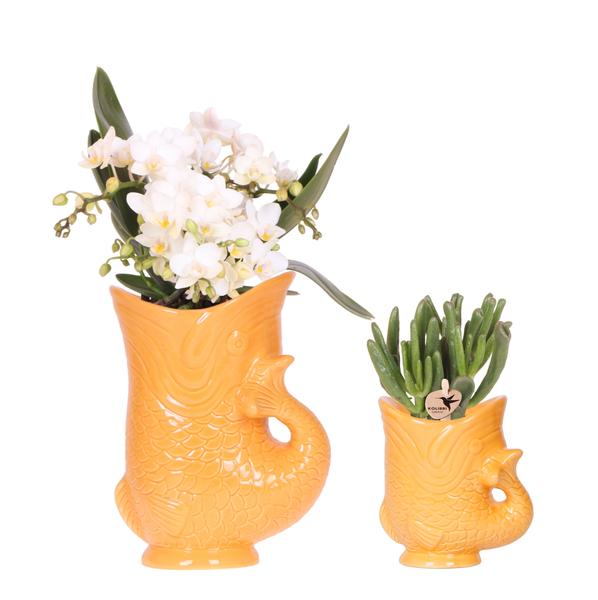 Kolibri Orchids | Set van witte orchidee Nazaré en succulent in Fish sierpot oranje - potmaat Ø9cm & Ø6cm | bloeiende kamerplant - vers van de kweker  BotanicBridge