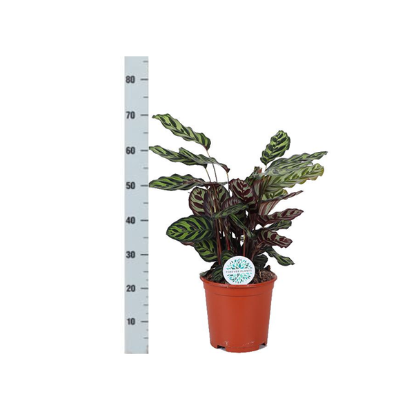 Calathea Makoyana Ø21cm - ↕70cm in Boule WIT pot  BotanicBridge