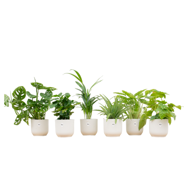 Verrassingsbox - 6 planten inclusief elho Vibes Fold Round Ø14 wit  BotanicBridge