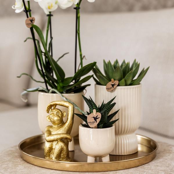 Kolibri Company | Gift set Luxury Living | Plantenset met witte Phalaenopsis Orchidee en Succulenten incl. keramieken sierpotten  BotanicBridge