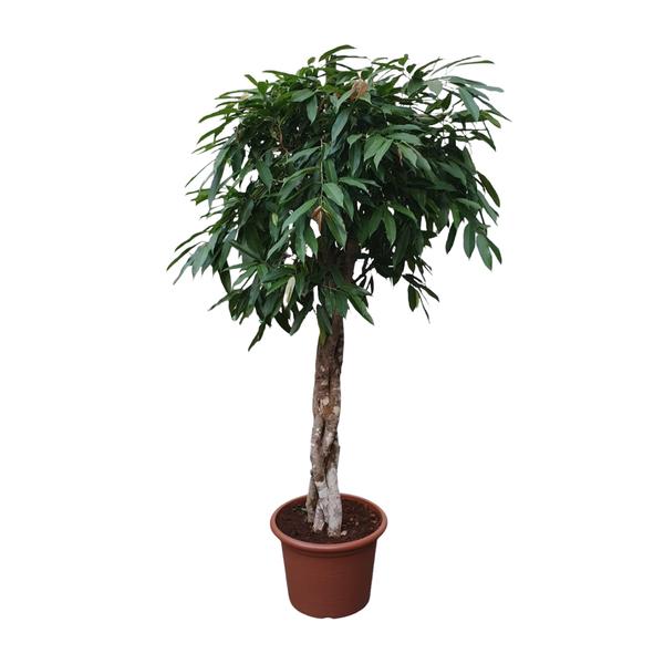 Ficus Amstel King gevlochten stam - 190 cm - ø45  BotanicBridge