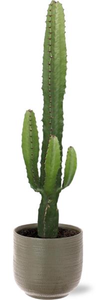 Euphorbia Acrurensis - Ø17cm - ↕50cm + Aresso Pot D18x16,5cm - Grijs Groen  BotanicBridge