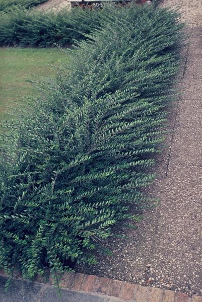 Lonicera pileata - ↕10-25cm - Ø9cm - 20x  BotanicBridge