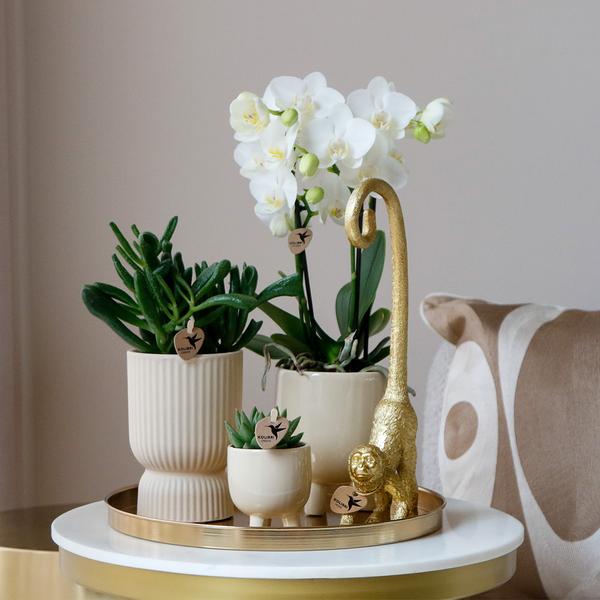 Kolibri Company | Gift set Luxury Living | Plantenset met witte Phalaenopsis Orchidee en Succulenten incl. keramieken sierpotten  BotanicBridge