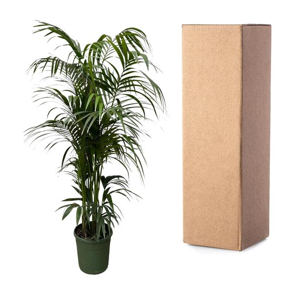 Kentia palm - 230 cm - ø38  BotanicBridge