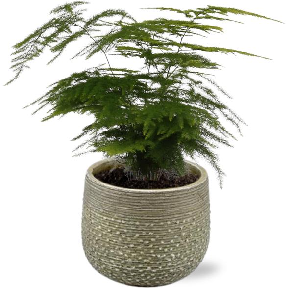 Asparagus Setaceus - Ø12cm - ↕35cm + Noale Pot D14,5x12cm - Groen  BotanicBridge