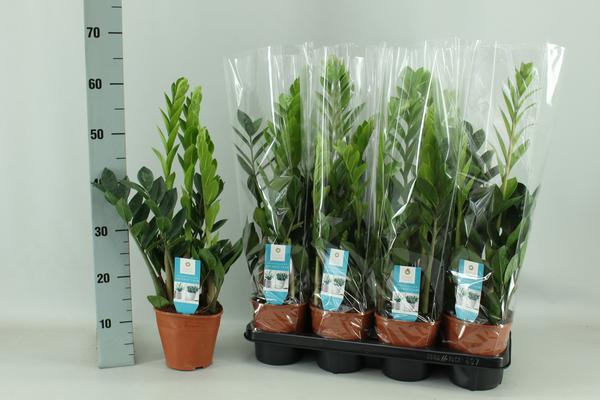 Zamioculcas 14cm - Ø14cm - ↕65cm  BotanicBridge