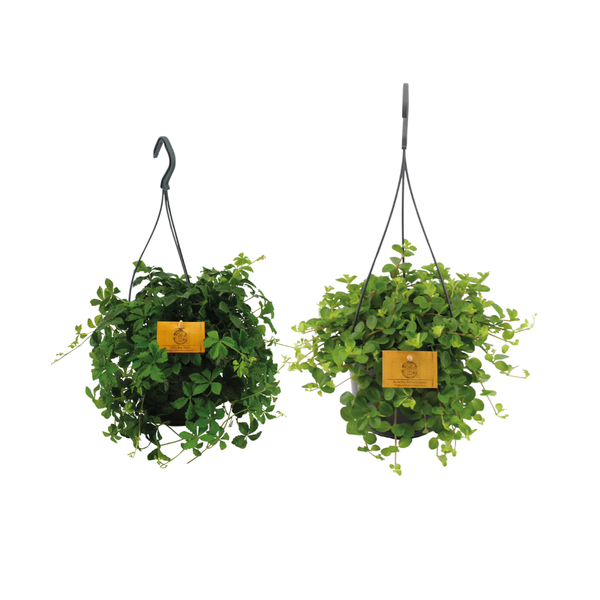 Hangplant duo - 2 stuks - Ø15cm - ↕25cm  BotanicBridge