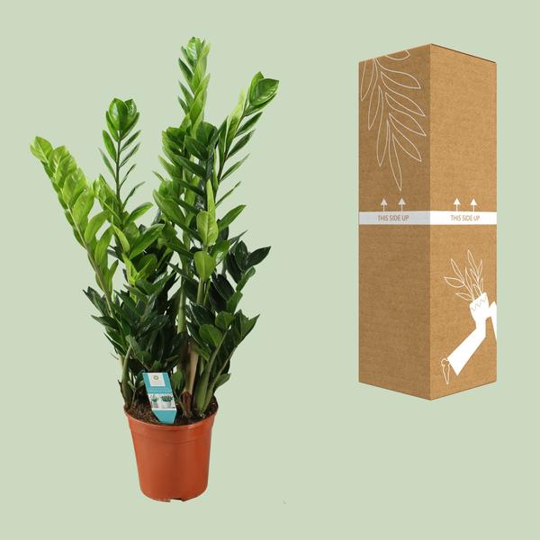 Zamioculcas 21cm - Ø21cm - ↕100cm  BotanicBridge