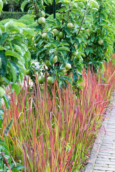 Imperata cylindrica 'Red Baron' - ↕10-25cm - Ø9cm - 12x  BotanicBridge