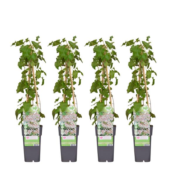 4x - Fallopia baldschuanica - ↨65cm - Ø15  BotanicBridge