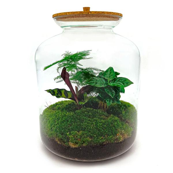 DIY terrarium - Lukas - ↕ 33 cm - Normal  BotanicBridge