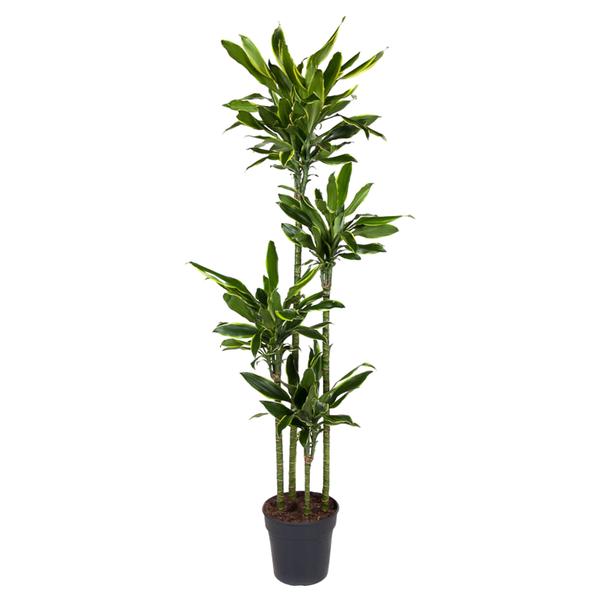 Dracaena Golden Coast - 170 cm - ø27  BotanicBridge