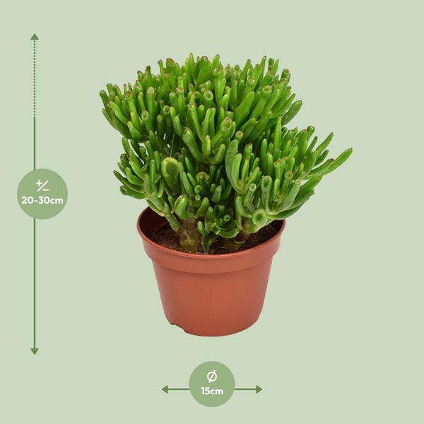 Crassula Hobbit - Ø15cm - ↕21cm  BotanicBridge