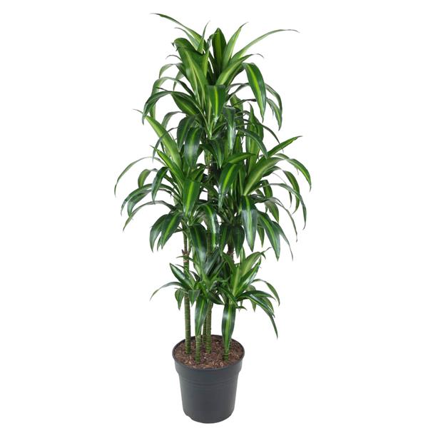 Dracaena Hawaiiana Carrousel - 150 cm - ø31  BotanicBridge