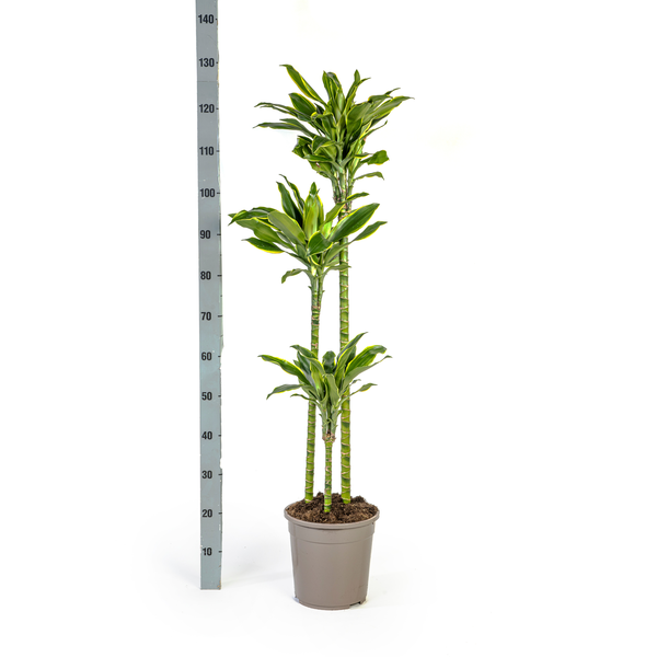 Dracaena Fragrans Golden Coast Ø24cm - ↕140cm  BotanicBridge