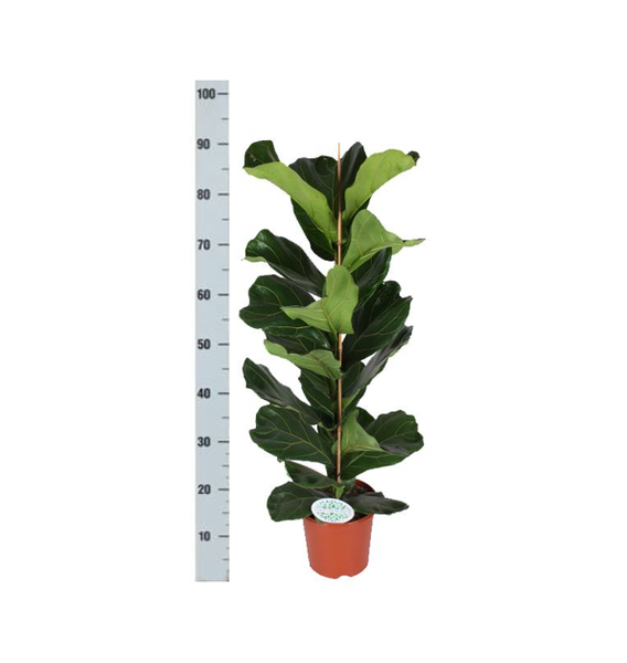 Ficus Lyrata - Ø21cm - ↕90cm in Boule TAUPE pot  BotanicBridge