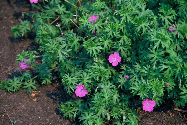 Geranium 'Tiny Monster' - ↕10-25cm - Ø9cm - 40x  BotanicBridge