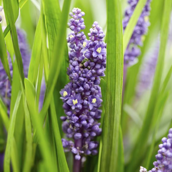 Liriope muscari 'Big Blue' - ↕10-25cm - Ø9cm - 6x  BotanicBridge