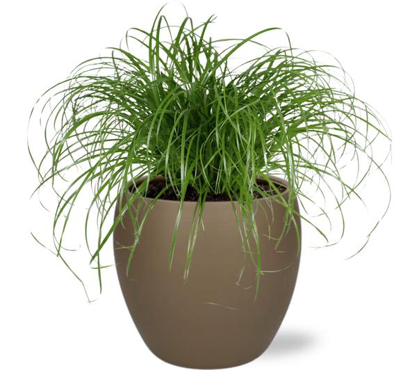 Cyperus Alternifolius - Ø12cm - ↕20cm + Bowl Pot D13/14.5x13cm - Bruin  BotanicBridge