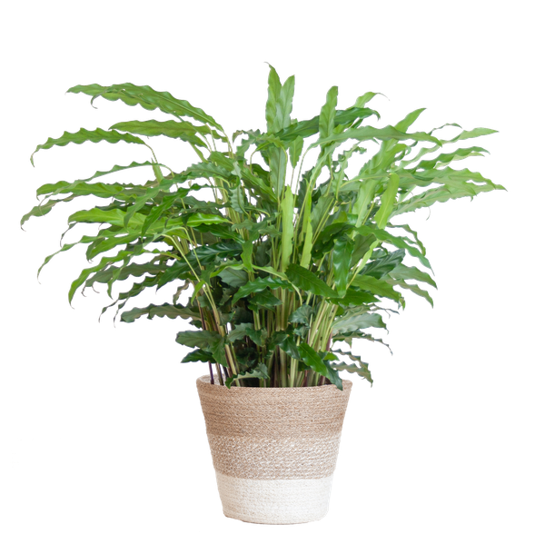 Calathea Rufibarba met Mand Lissabon wit - 55cm - Ø17  BotanicBridge