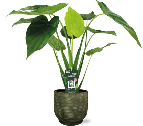 Alocasia Cucullata - Ø19cm - ↕55cm + Lykke Pot D21x20cm - Groen  BotanicBridge