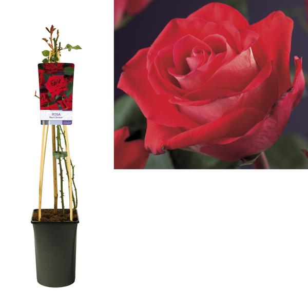 Rosa 'Red Climber' +light Label - Ø17cm - ↕75cm  BotanicBridge