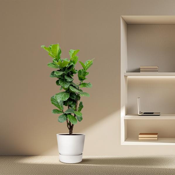 Ficus Lyrata vertakt - 180cm - ⌀32  BotanicBridge