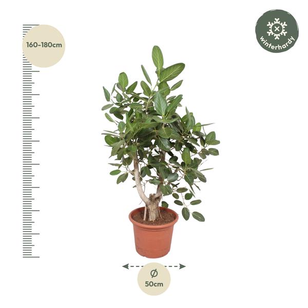 Ficus Benghalensis vertakt - 170 cm - ø50  BotanicBridge