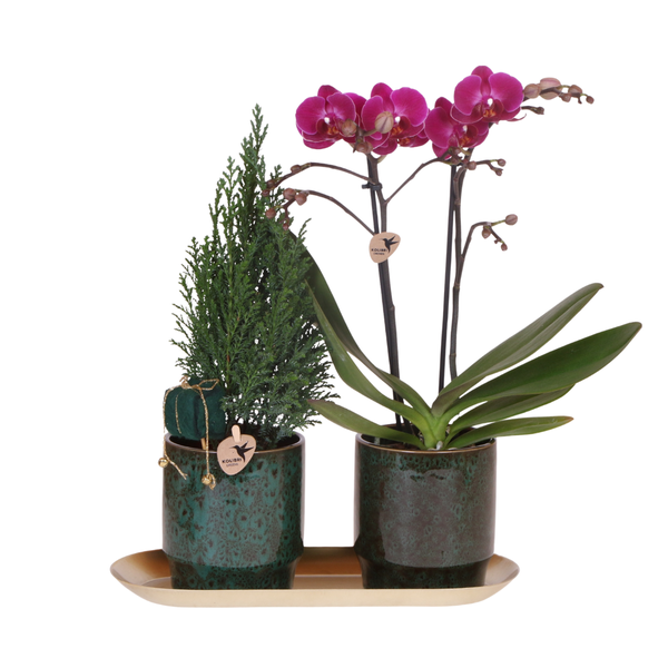 Kolibri Company | Plantenset Kerst | Paarse Phalaenopsis Orchidee Morelia + Mini Kerstboom incl. keramieken sierpotten op dienblad  BotanicBridge