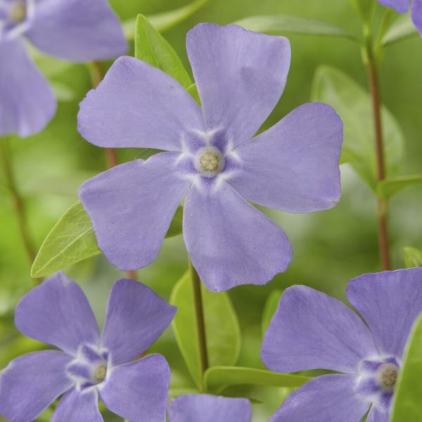 Vinca minor - ↕10-25cm - Ø9cm - 12x  BotanicBridge