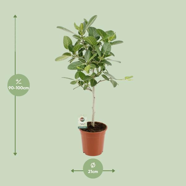 Ficus Benghalensis Petite Audrey - Ø21cm - ↕75cm  BotanicBridge